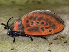 Edebessa nigropuncta