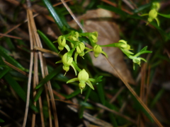 Epidendrum paranthicum
