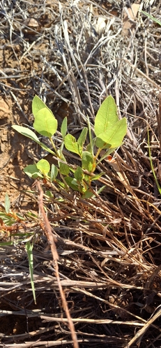 Image of Corymbia aparrerinja by (c) maxark, some rights reserved (CC BY)