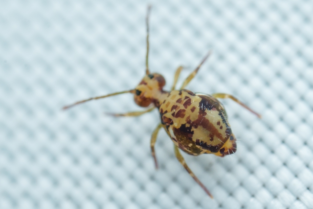 Ptenothrix beta