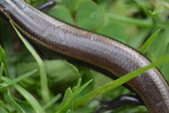 Plestiodon lynxe lynxe