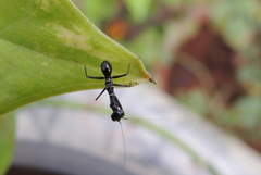 Odontomantis planiceps