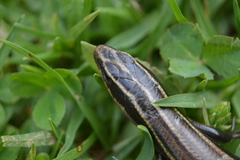 Plestiodon lynxe lynxe