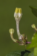 Ceropegia evansii