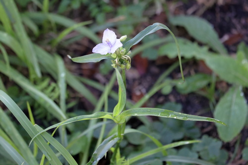 Tradescantia virginiana