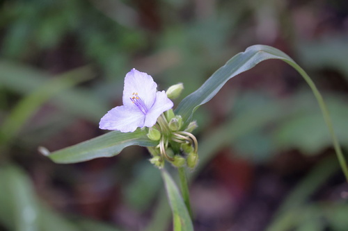Image of Tradescantia virginiana by (c) Kim, some rights reserved (CC BY)