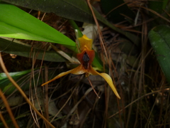 Maxillaria cucullata