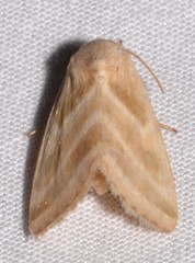Schinia trifascia