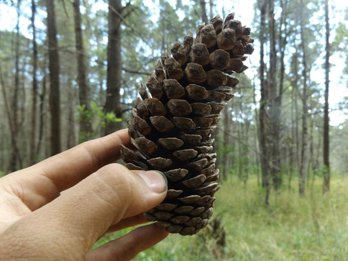 Montezuma pine (Pinus montezumae)