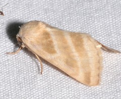 Schinia trifascia