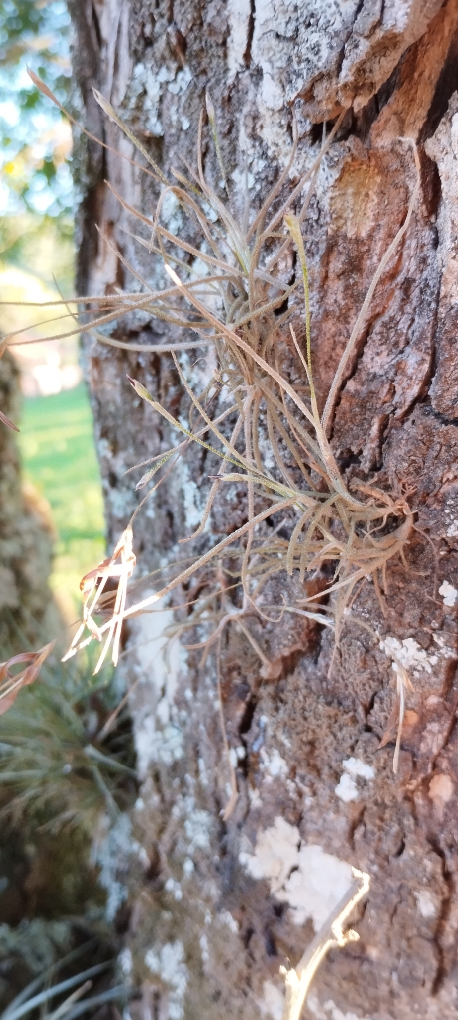 Tillandsia recurvata