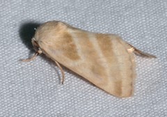 Schinia trifascia