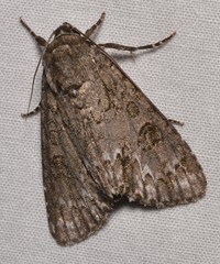 Acronicta americana