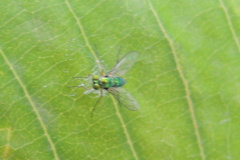 Dolichopodidae