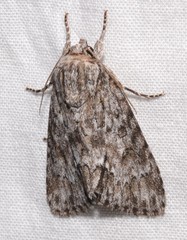 Acronicta rubricoma
