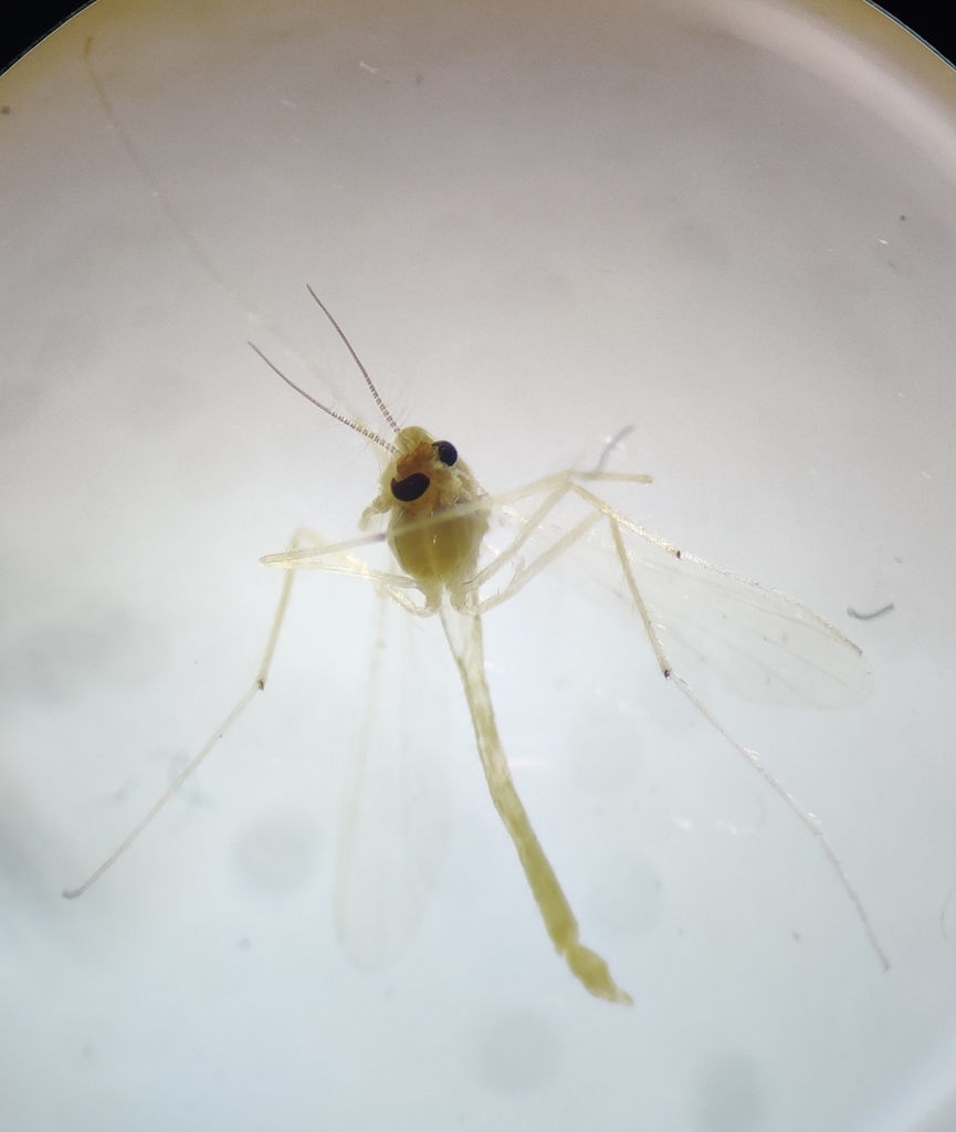 Tanytarsus occultus