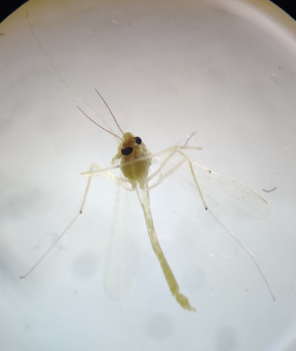 Tanytarsus occultus
