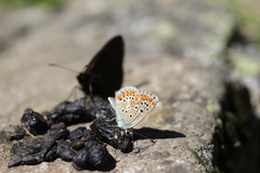 Aricia agestis