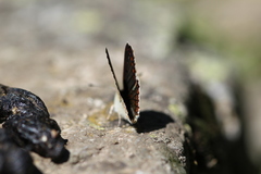 Aricia agestis