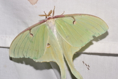 Actias luna