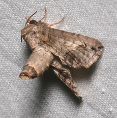 Paectes abrostoloides