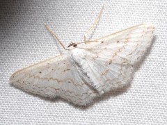 Idaea tacturata