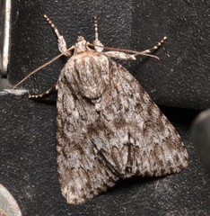 Acronicta rubricoma