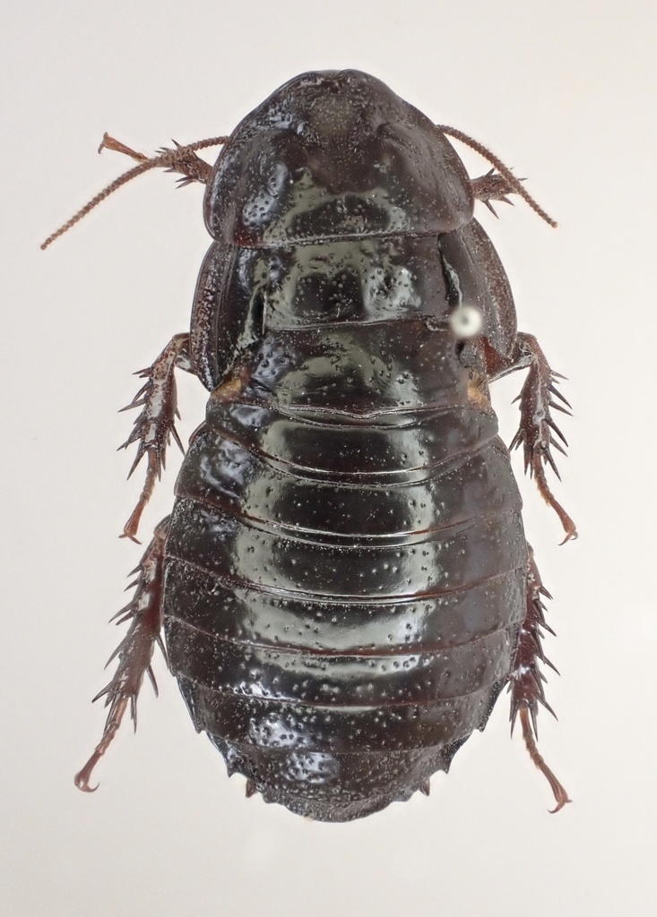 Salganea esakii