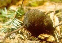 Pacific Shrew photo 2