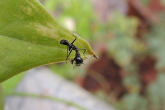 Odontomantis planiceps