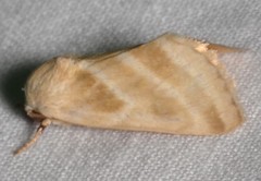 Schinia trifascia