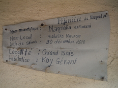 Magnolia ekmanii