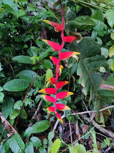 Hanging Lobster Claw Heliconia