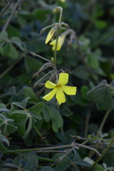 Oxalis pes-caprae sericea