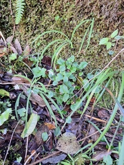 Blue Forget-me-not (Myosotis petiolata)