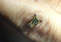 Micrathena duodecimspinosa