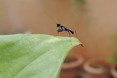 Odontomantis planiceps