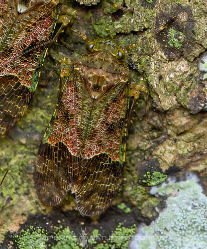 Hypaepa