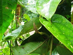 Image of Aristolochia constricta