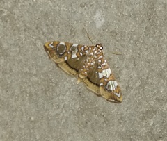 Glyphodes sibillalis