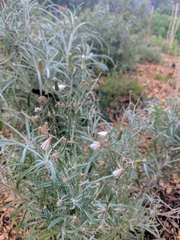 Senecio quadridentatus