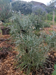 Senecio quadridentatus