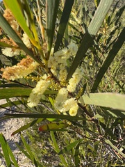 Acacia obtusifolia