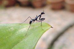 Odontomantis planiceps