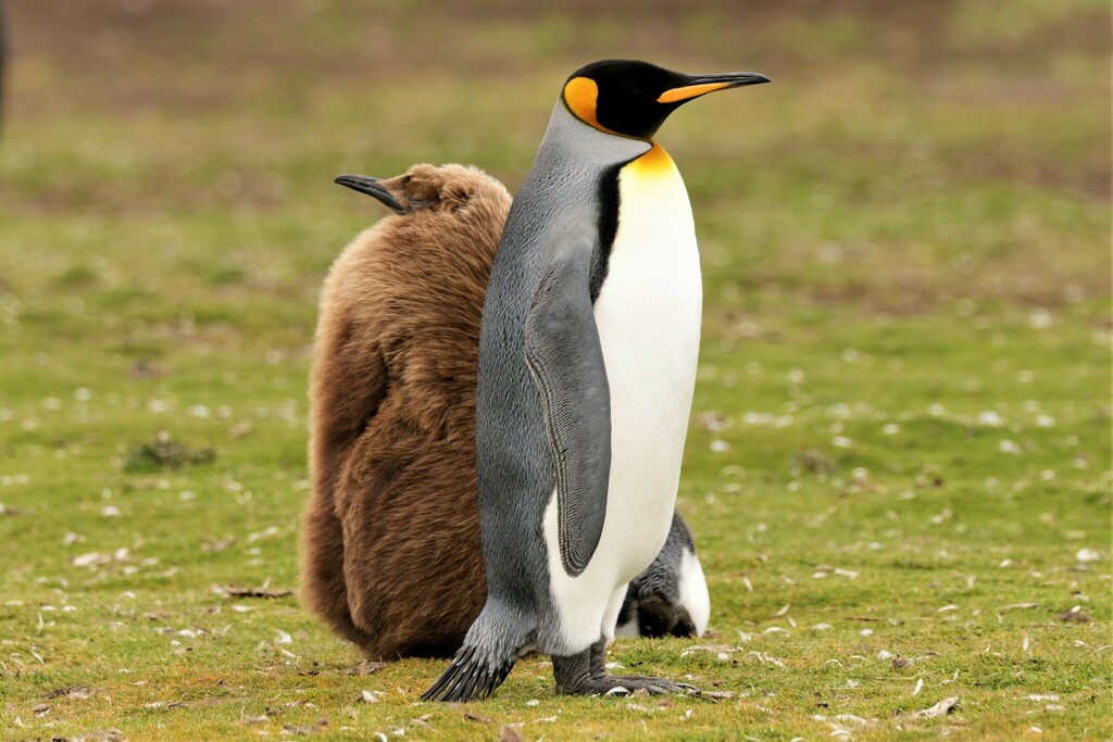 Adult king penguin standing on short grass beside a large brown downy chick