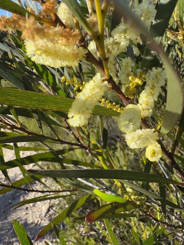 Acacia obtusifolia, photograph 1