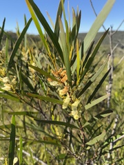 Acacia obtusifolia, photograph Caleb Catto, CC BY, iNaturalist via GBIF