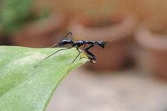 Odontomantis planiceps