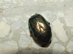 Cetonia aurata