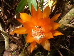 Disocactus aurantiacus